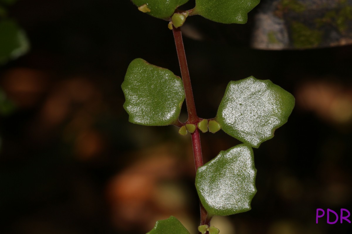 Coleus prostratus (Gürke) A.J.Paton